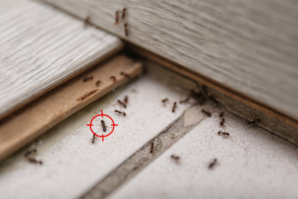 Best Best Pest Control Companies  in Krugerville, TX
