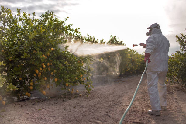 Best Termite Control Services  in Krugerville, TX