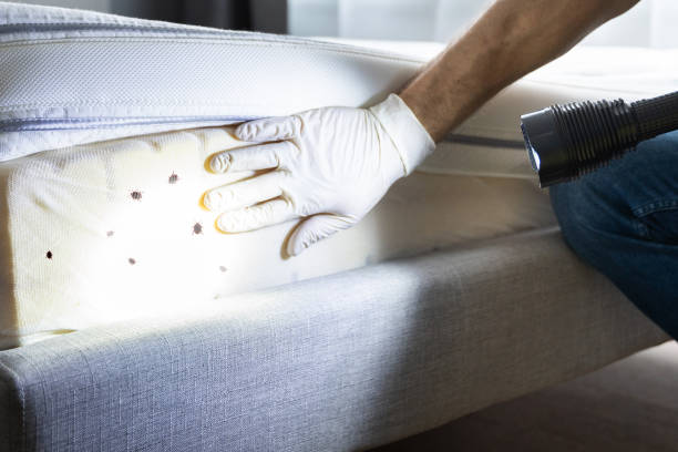 Best Local Pest Control Services  in Krugerville, TX