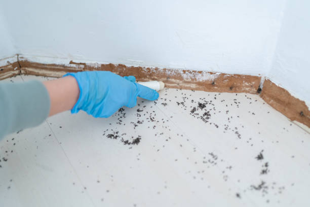 Best Affordable Pest Control Services  in Krugerville, TX